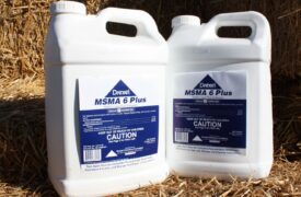 MSMA case