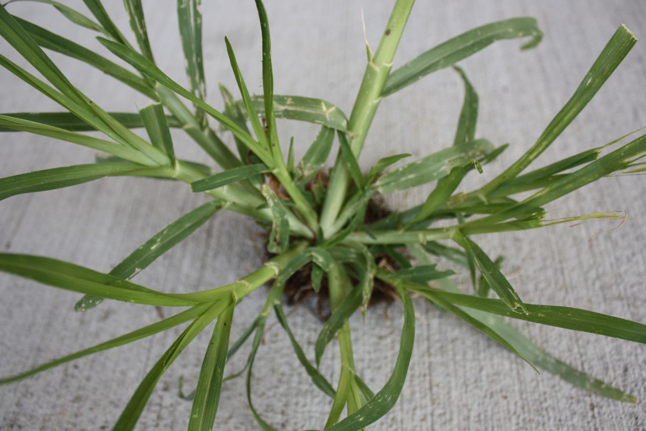 Crabgrass control | Stone Brothers