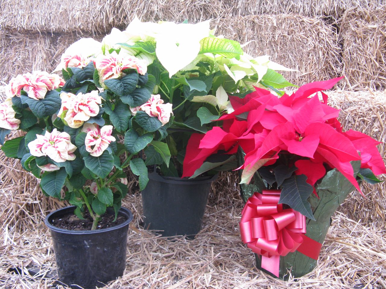 Poinsettia poinsettia