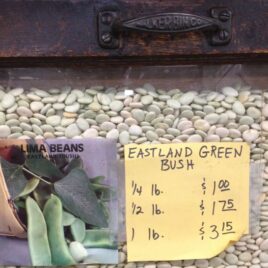 Eastland Green Bush Lima Bean