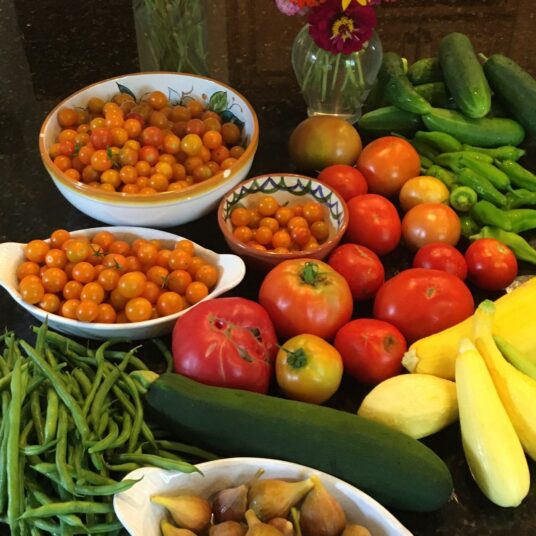 Tenderette Bush Bean Stone Brothers