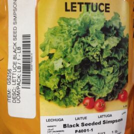 Black Seed Simpson Lettuce