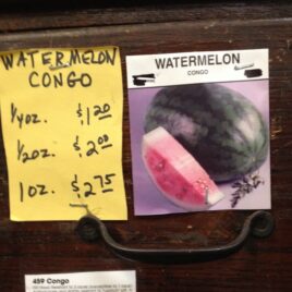 Congo Watermelon