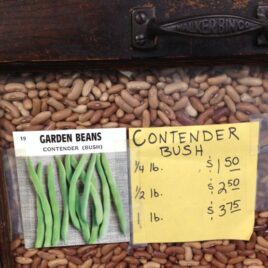 Contender Bush Bean
