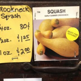 Straight Neck Squash
