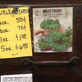 Southern Giant Curly Mustard