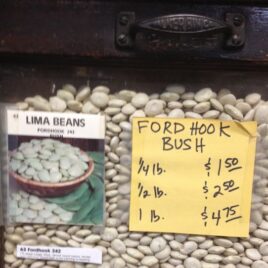 Fordhook Bush Lima Bean