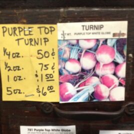 Purple Top Turnip