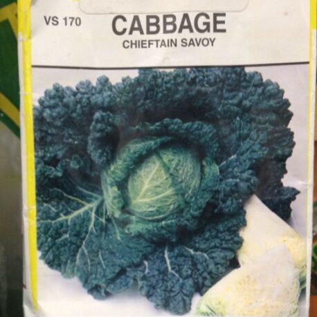 savoy cabbage