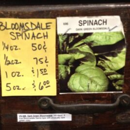 Bloomsdale Spinach