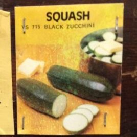 Black Zucchini Squash