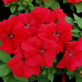 Petunia Grandiflora “Red”