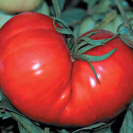 Tomato “Beefsteak”