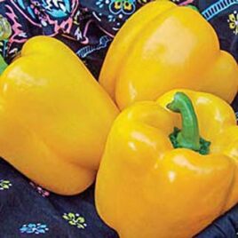 Pepper “Golden Wonder”