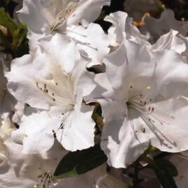 Encore Azalea Rhododendron Autumn Ivory