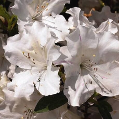 9711-Autumn-Ivory-Encore-Azalea