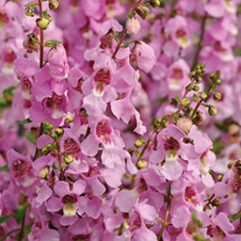 Angelonia “Serena Lavender Pink”