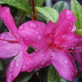 Encore Azalea Autumn Amethyst