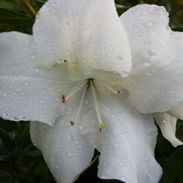 Encore Azalea Autumn Angel