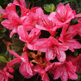 Encore Azalea Rhododendron Autumn Cheer