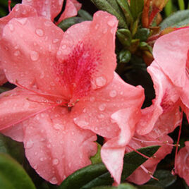 Encore Azalea Rhododendron Autumn Coral