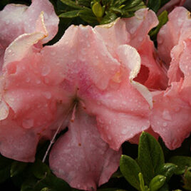 Encore Azalea Rhododendron Autumn Debutante