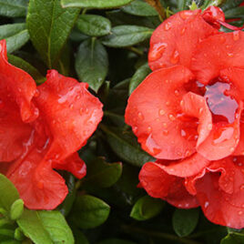 Encore Azalea Rhododendron Autumn Embers
