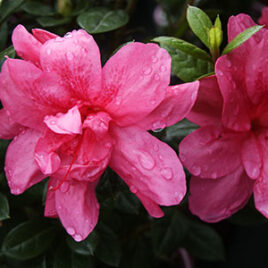 Encore Azalea Rhododendron Autumn Empress