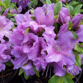 Encore Azalea Rhododendron Autumn Lilac