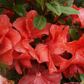 Encore Azalea Rhododendron Autumn Monarch