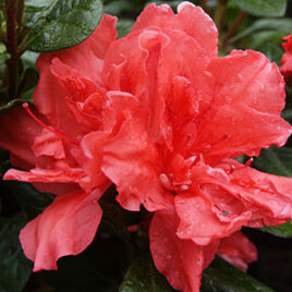 Encore Azalea Rhododendron Autumn Princess