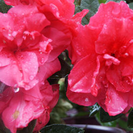 Encore Azalea Rhododendron Autumn Rouge