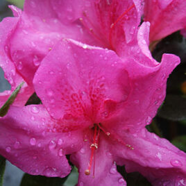 Encore Azalea Rhododendron Autumn Royalty