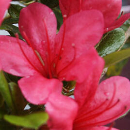 Encore Azalea Rhododendron Autumn Ruby