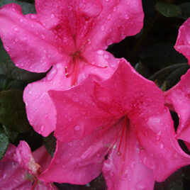 Encore Azalea Rhododendron Autumn Sangria