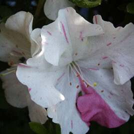 Encore Azalea Rhododendron Autumn Starlite