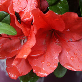 Encore Azalea Rhododendron Autumn Sunset