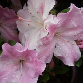 Encore Azalea Rhododendron Autumn Sweetheart