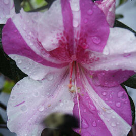 Encore Azalea Rhododendron Autumn Twist