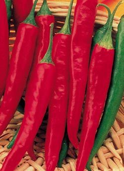 Pepper “Red Cayenne”