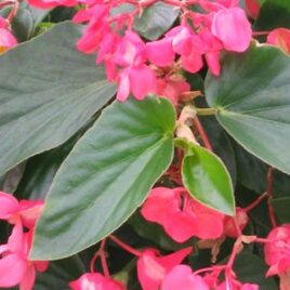 Begonia “Dragon Wing Pink”