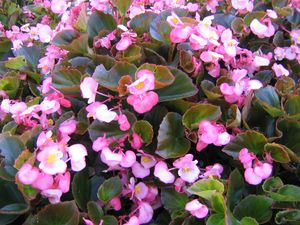 Begonia “Bronze Leaf Pink”