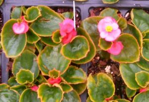 Begonia “Green Leaf Pink”