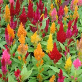 Celosia “Fashion Look Mix”