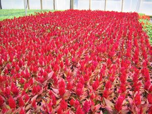 Celosia “Fresh Look Red”