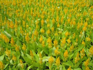 Celosia “Fresh Look Yellow”