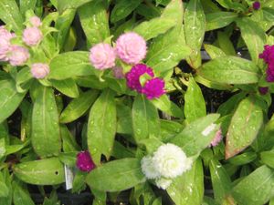 Gomphrena “Gnome Mix”