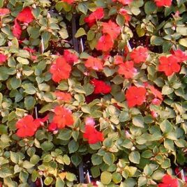 Impatien “Red”