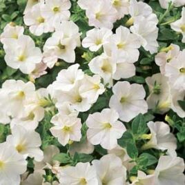 Petunia Grandiflora “White”