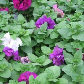 Petunia Grandiflora “Double Mix”